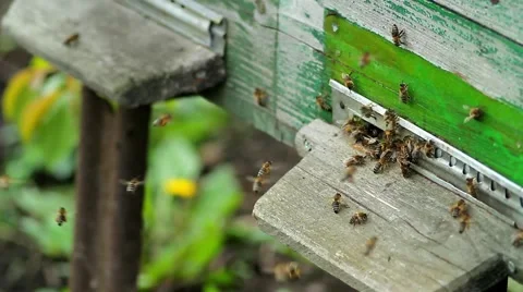 Bees fly from the hive on a sunny day. close-up Stock Footage 45650407