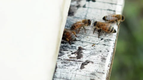Bees fly home Stock Footage 38363812
