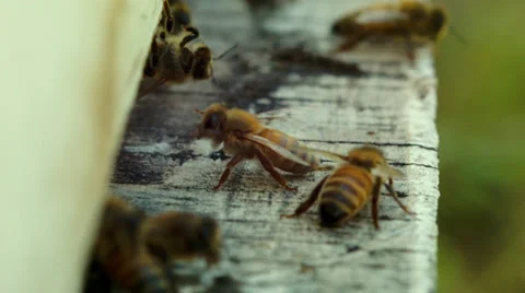 Bees fly home Stock Footage 38378442