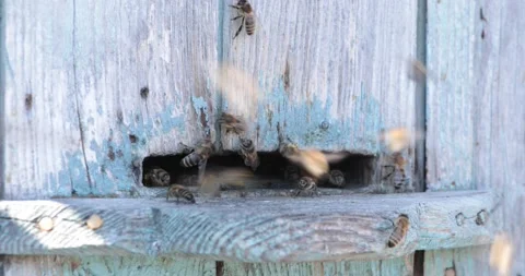Bees fly home to the hive with nectar and fly away for pollen. Stock Footage 156522200