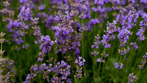 Bees fly in the lavender field. Lavender flowers. Stock Footage 128362194