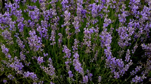 Bees fly in the lavender field. Lavender flowers. Stock Footage 128362201