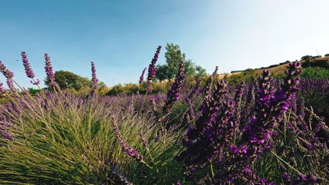 Bees fly to lavender flowers Stock Footage 245719814