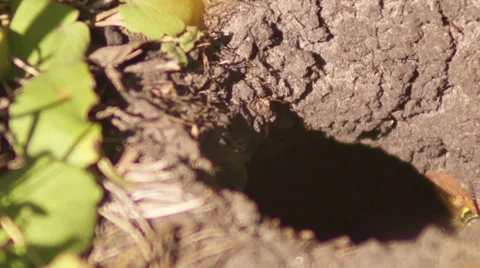 Bees fly in mink Stock-Footage 52998395