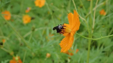 Bees fly in the morning's pollen. Stock Footage 157271085