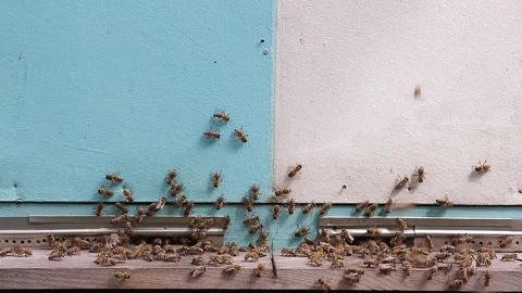 Bees fly near the hive Stock Footage 157215220
