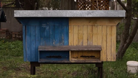 Bees fly near their hive in early spring wide angle Stock Footage 111749341