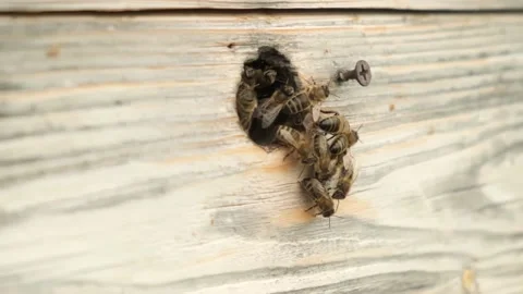 Bees fly out and fly into the round entrance of a wooden beehive. Video stock 159127463