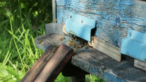 Bees fly out and fly into the entrance of the wooden hive Stock Footage 161082897