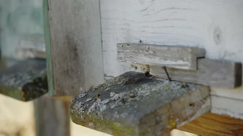 The bees fly out and fly inside the hives. The concept of life and breeding b Stock Footage 172484450