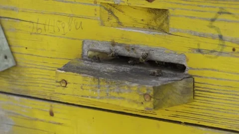 Bees fly out and fly into the nest on a sunny day. Slow motion, close-up Video stock 241136344