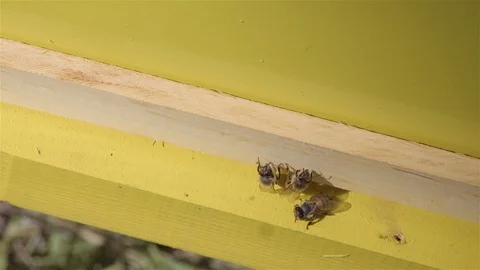 Bees fly out of a beehive on a bee farm Vidéo 108985386