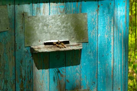 Bees fly out of the hive. bee apiary in the forest Stock Photos