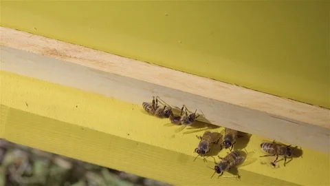 Bees fly out of hive. Bees fly into the hive. A swarm of bees Vidéo 108985402