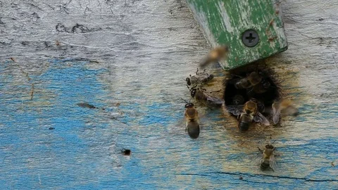 Bees fly out of the hive to collect honey. Stock Footage 78991696