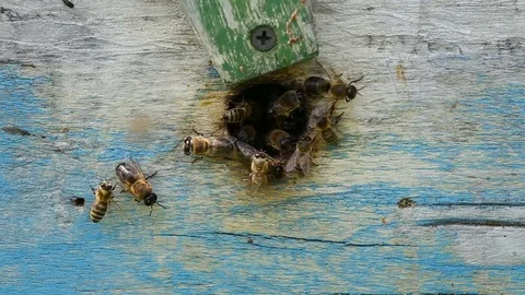 Bees fly out of the hive to collect honey. Video stock 80077559