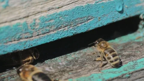 Bees fly out of the hive to collect honey. Macro Stock Footage 80083435