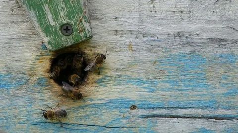 Bees fly out of the hive to collect honey. Vídeo Stock 81188292