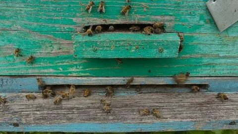 Bees fly out of the hive to collect honey. Video stock 84663761