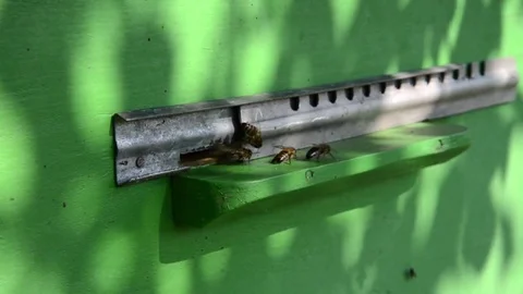 Bees fly out of the hive gate Stock Footage 83209577