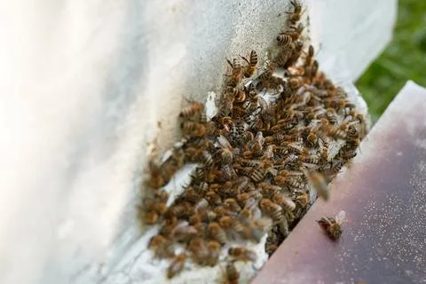 Bees fly out of the hive Stock Photos