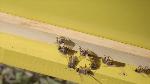 Bees fly out of the hive in search of pollen and nectar 動画素材 108985395