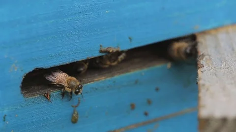 Bees fly out of the of a hive on a summer sunny day. Macro. Stock-Footage 76972017