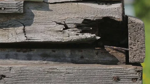 Bees fly out of the of a hive on a summer sunny day. Macro. Video stock 76972212