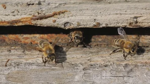 Bees fly out of the of a hive on a summer sunny day. Macro. Video stock 76972710