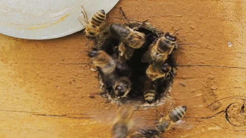 Bees fly out of the round hive of a hive on a summer sunny day. Macro. Stock-Footage 76971379