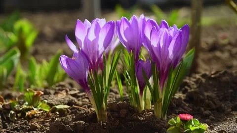 Bees fly over beautiful blooming purple crocuses Stock Footage 234173382