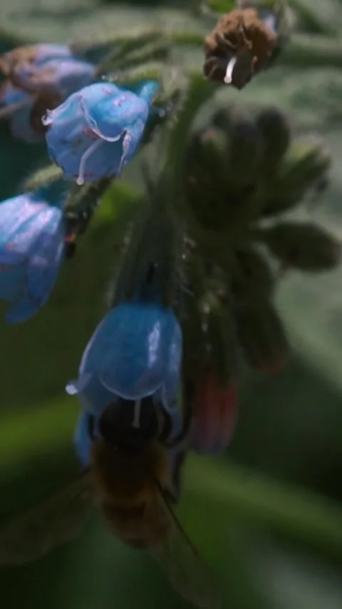 Bees fly over different flowers Stock Footage 281550562
