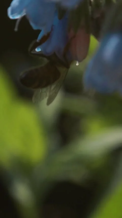 Bees fly over different flowers Stock Footage 281555607