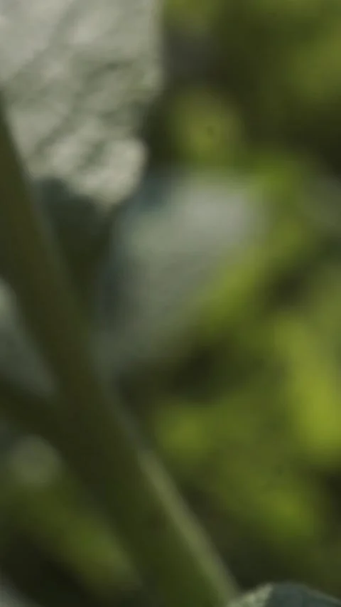 Bees fly over different flowers Stock Footage 281560905