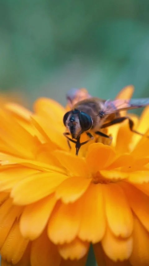 Bees fly over different flowers Stock Footage 281575540