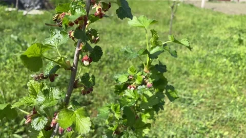 Bees fly over flowering bushes Stock Footage 239671549