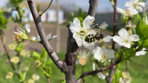 Bees fly over flowering bushes Stock Footage 239671553