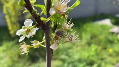 Bees fly over flowering bushes Stock Footage 239671574