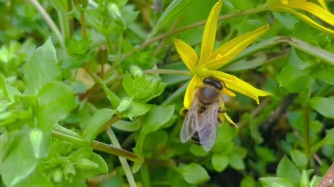 Bees fly over flowering bushes Stock Footage 239672308