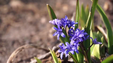 Bees fly over the flowers of snowdrops Stock Footage 243171709