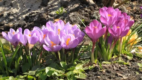 Bees fly over spring flowers crocuses Stock-Footage 121055903