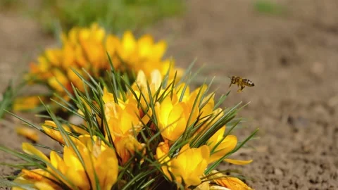 Bees fly over yellow flowers collecting nectar. Stock Footage 173003902