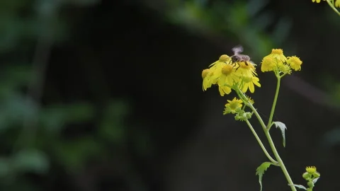 Bees fly in slow motion to gather honey and ragwort Stock Footage 241228361