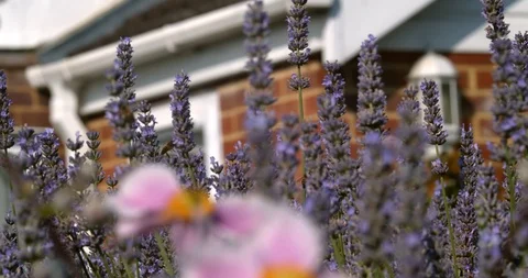 Bees Fly Through a Field of Lavender Stock Footage 113149851