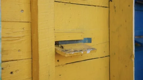 Bees fly into the yellow hive Stock Footage 135583934