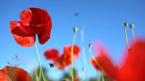 Bees flying above poppy field and gathering nectar Stock Footage 76629563