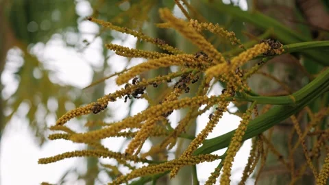 Bees flying and collecting nectar from the delicate yellow inflorescence of a Stock Footage 325070693
