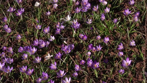 Bees flying and crocus plants growing up through leaves UK 4K Video stock 149423040