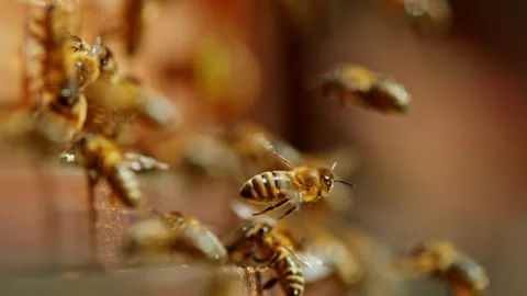 Bees flying in and out bee hive Stock Footage 245913387