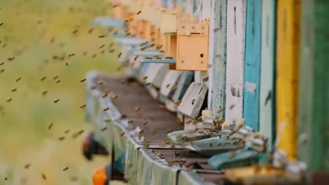 Bees flying in and out bee hive in apiary Video stock 292678266